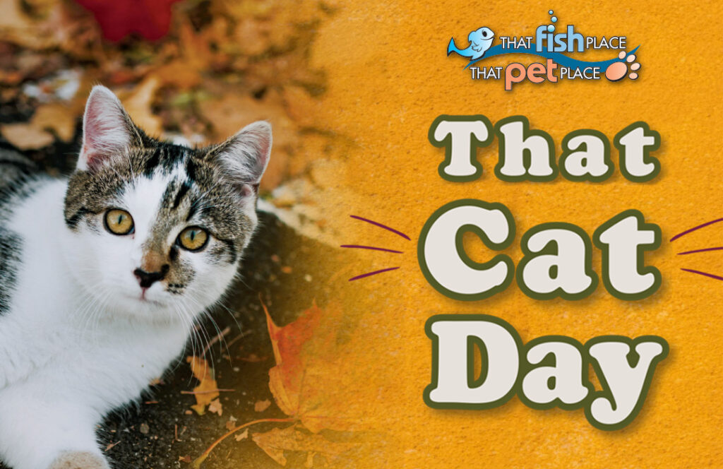 That Cat Day