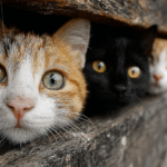 August 2025 Newsletter