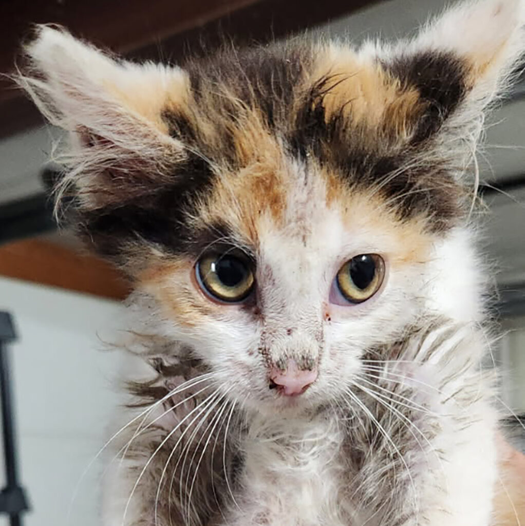 Estella Kitten Photo