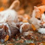 September 2025 Newsletter