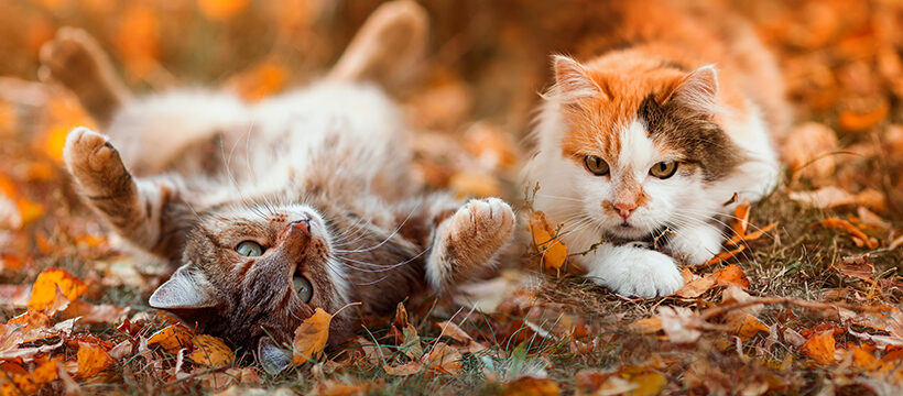 September 2025 Newsletter Fall Cats