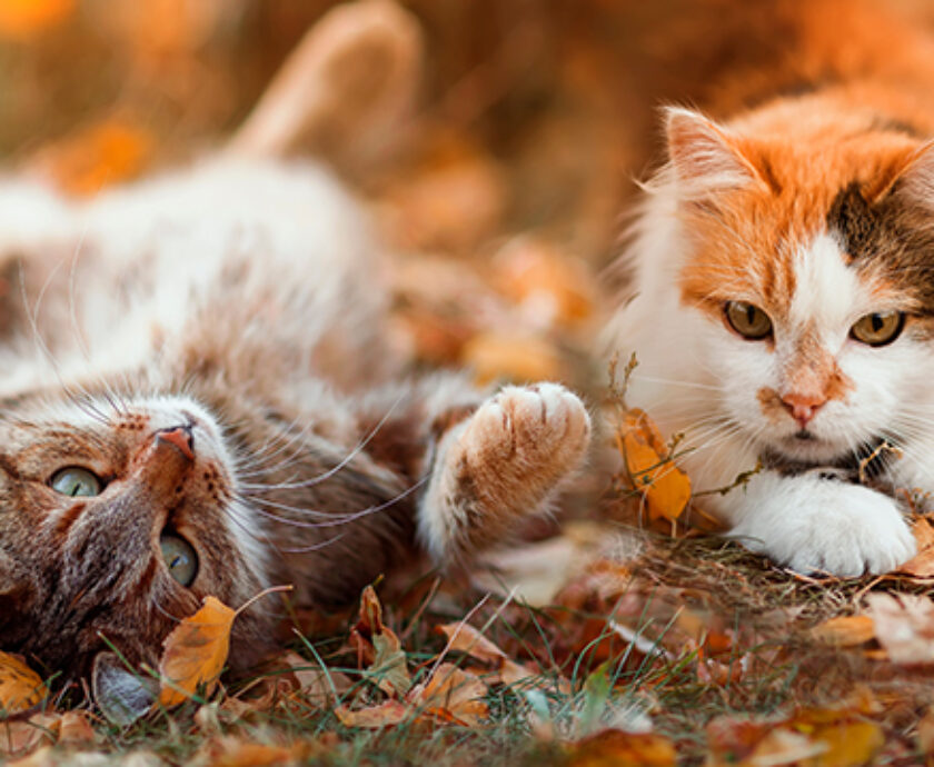 September 2025 Newsletter Fall Cats