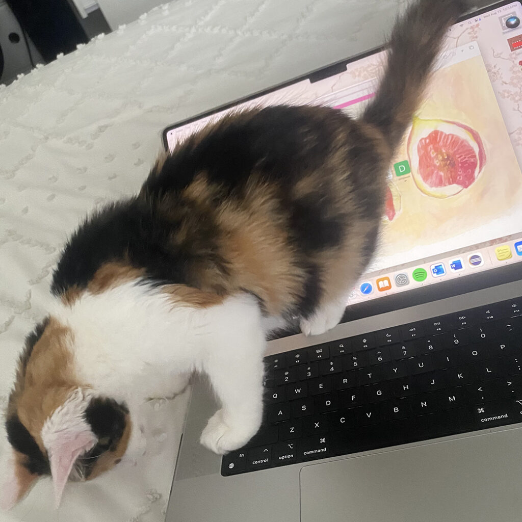 Sopita Laptop Cat