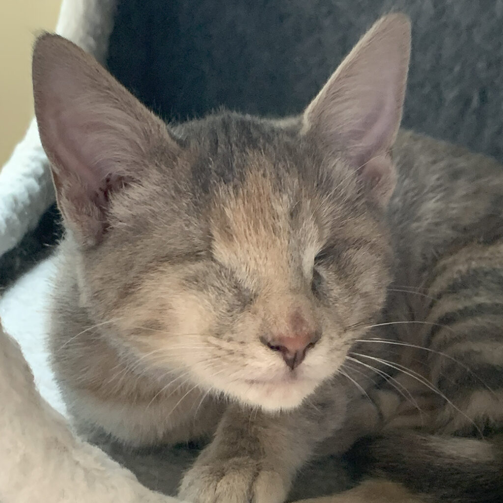 Sweetness the Blind Kitten