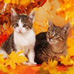 November 2025 Newsletter