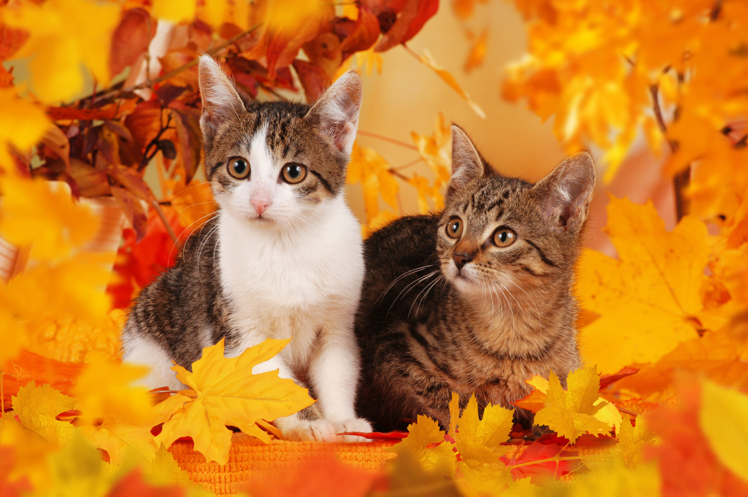 November Cats