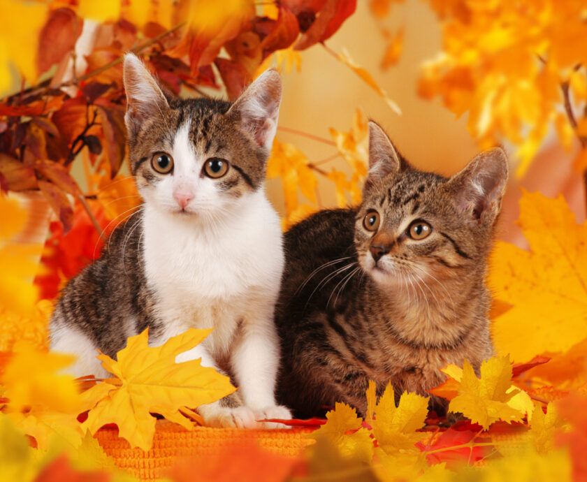 November Cats