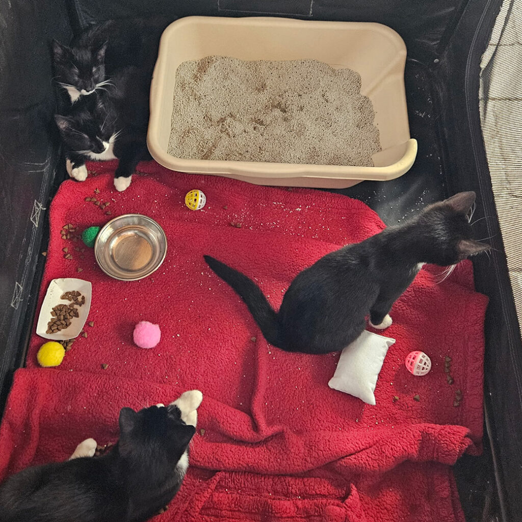 ORD Kittens
