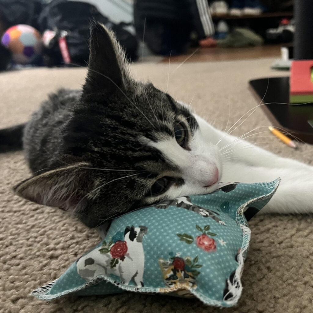 Miso with Catnip Toy