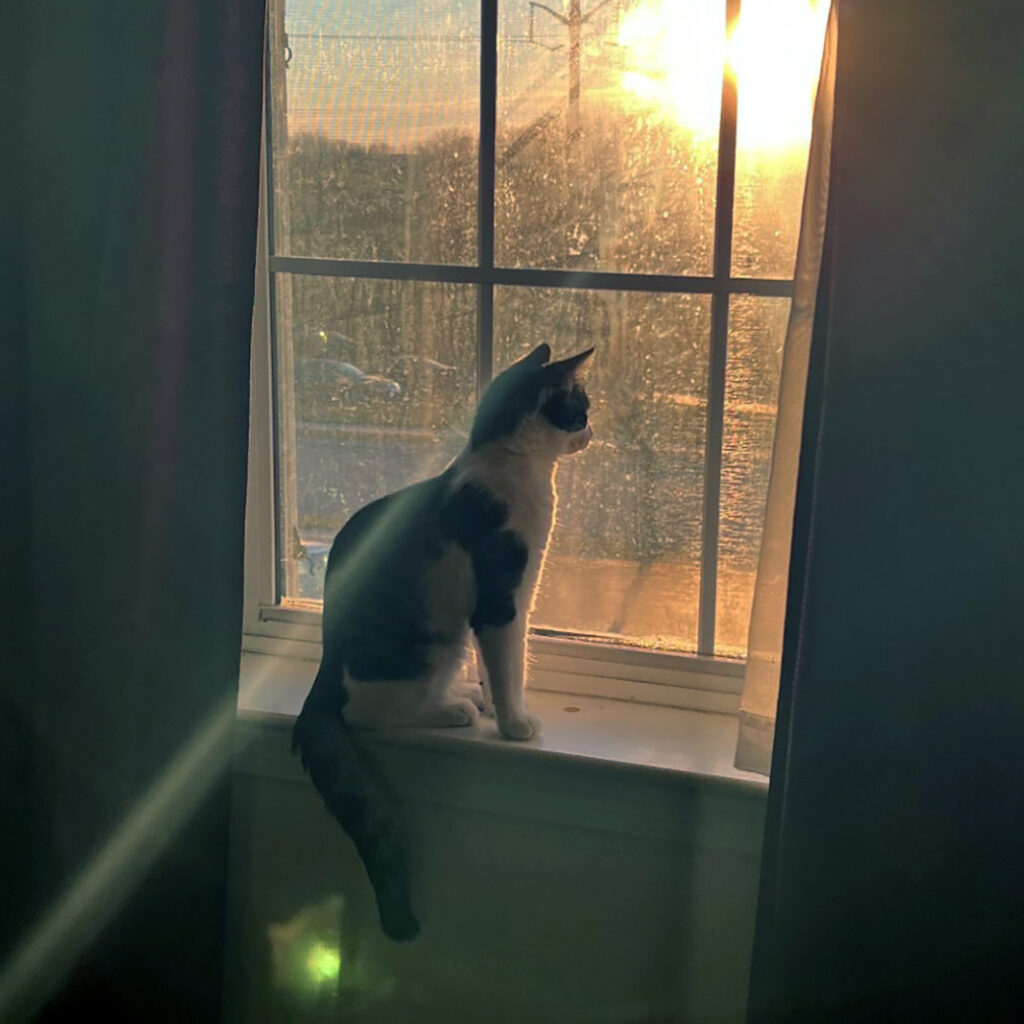 Miso Sitting in a Window