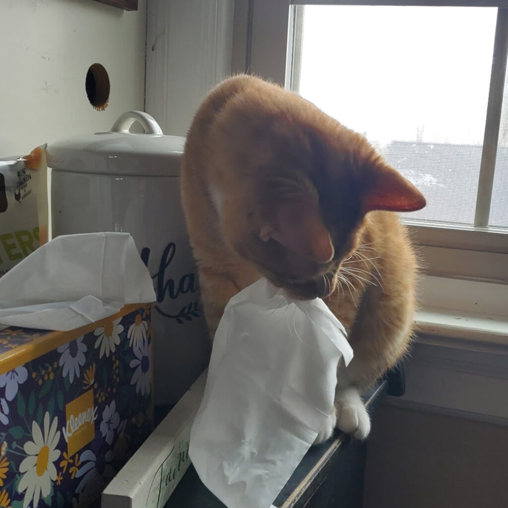 Crash and his Kleenex