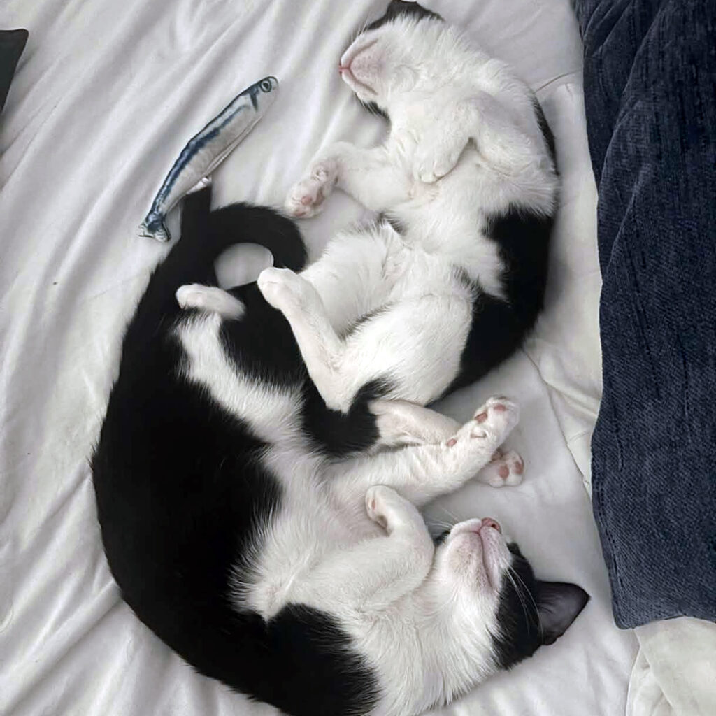 Cycles and Evee Sleeping