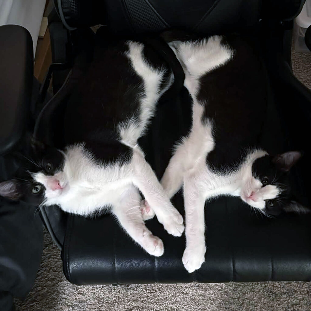 Cycles and Evee on Chair