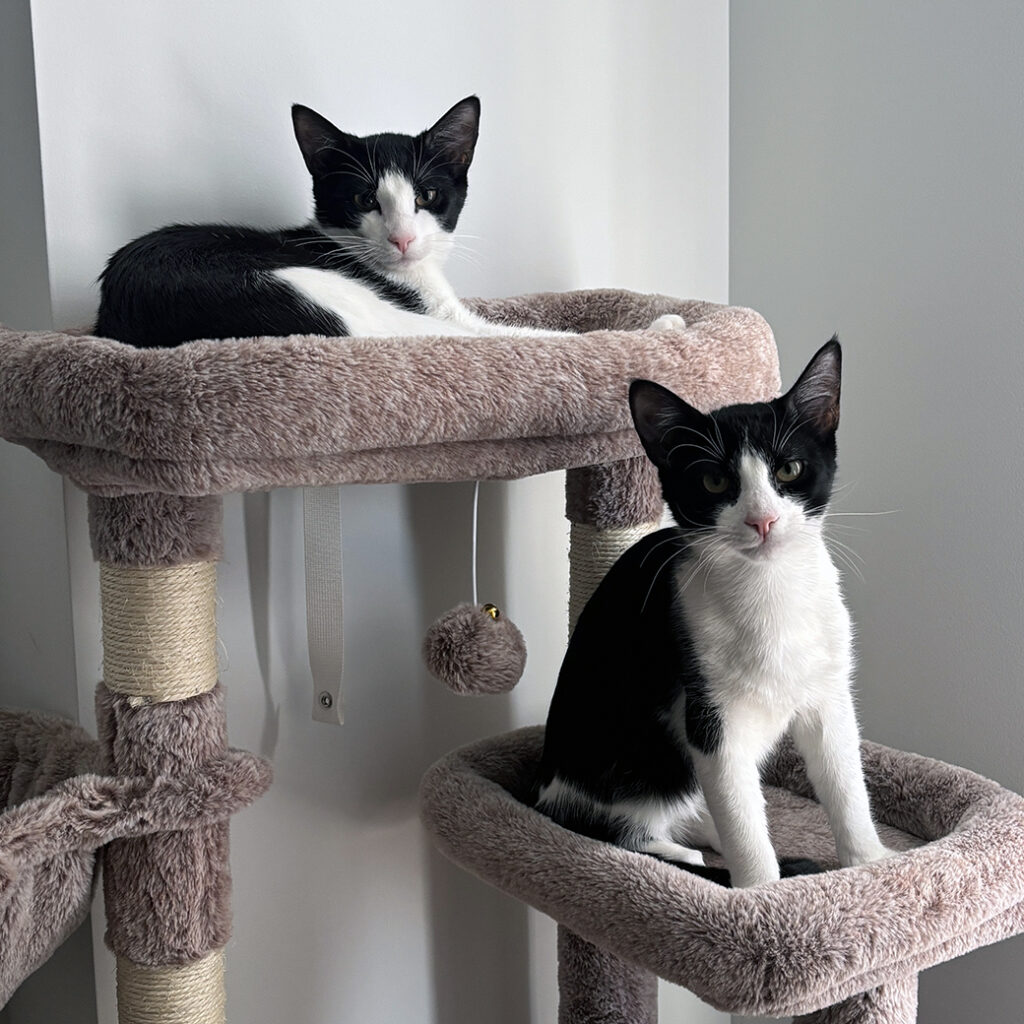 Hanging Out on the Condo