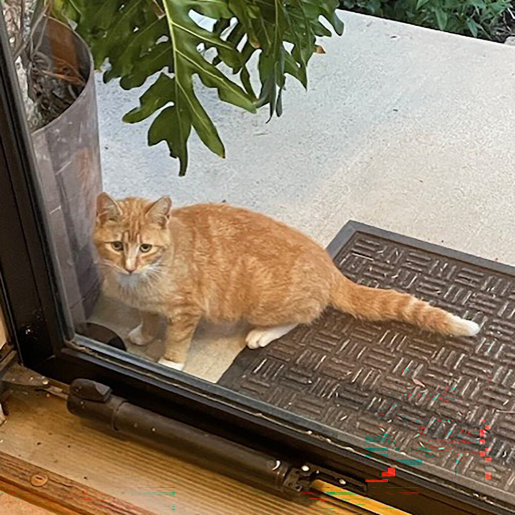 Orange Cat