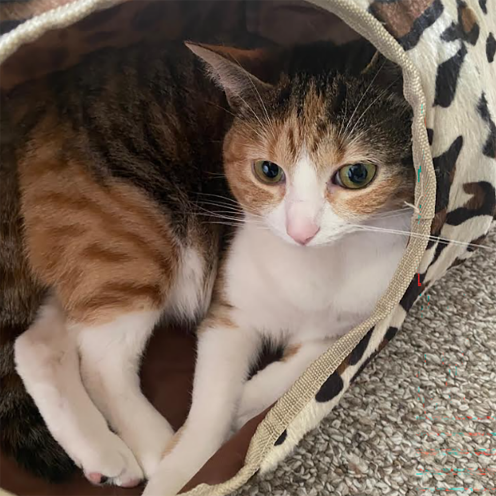 Roxanne Marie in Her Tunnel