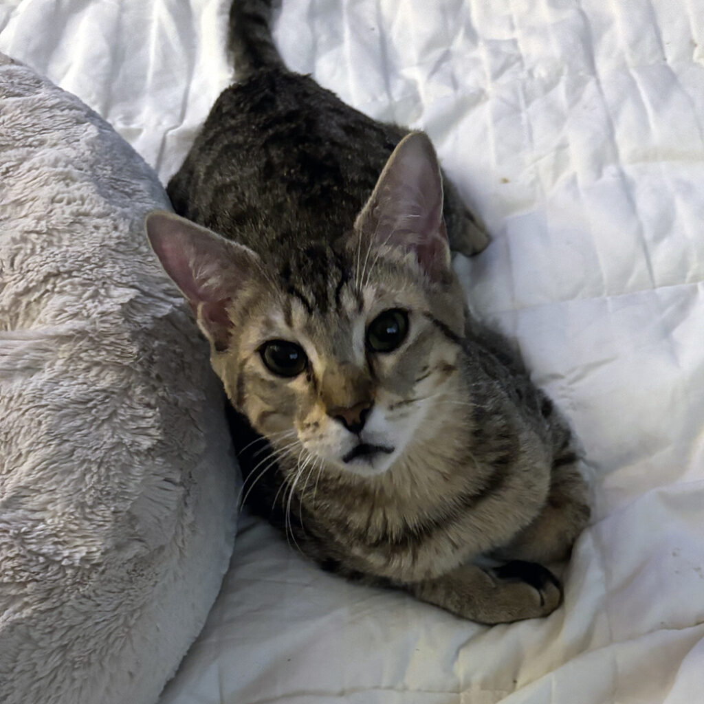 Wobbles In Bed