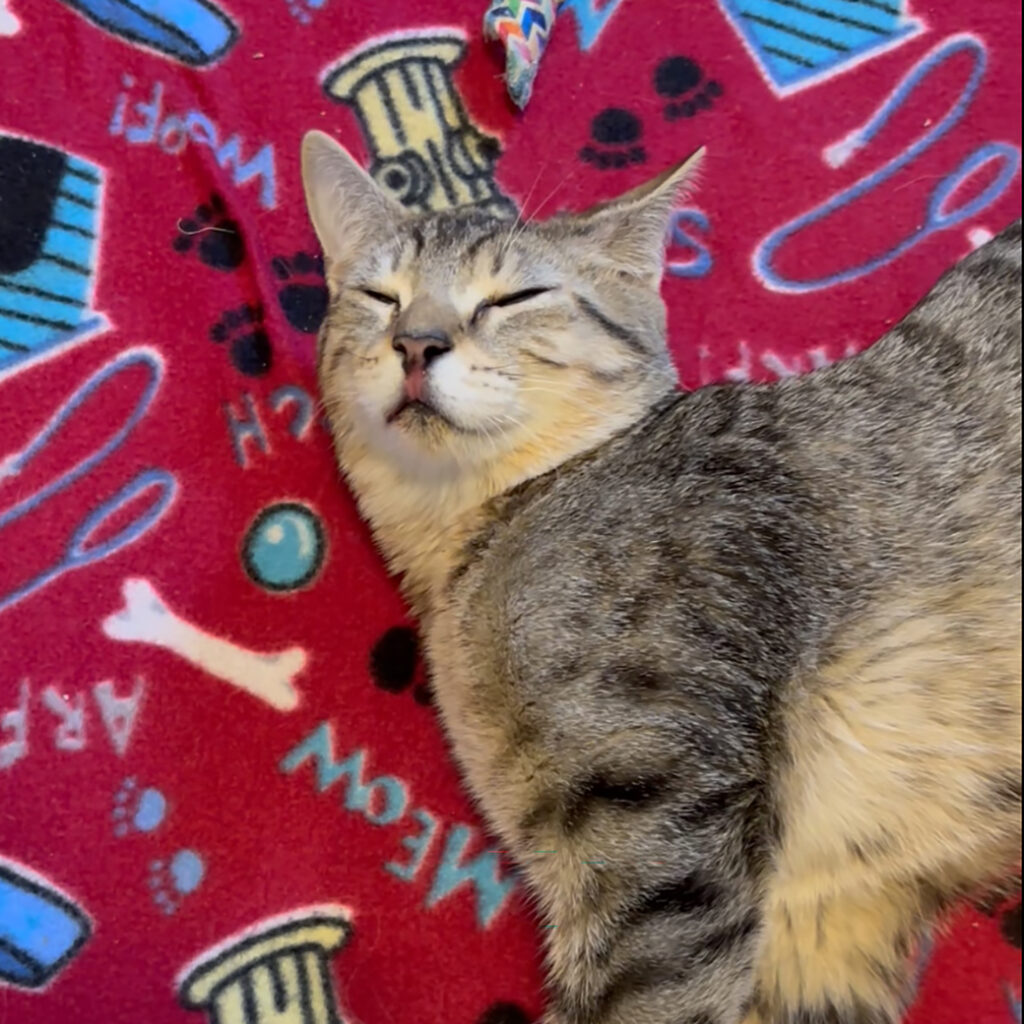 Wobbles Sleeping