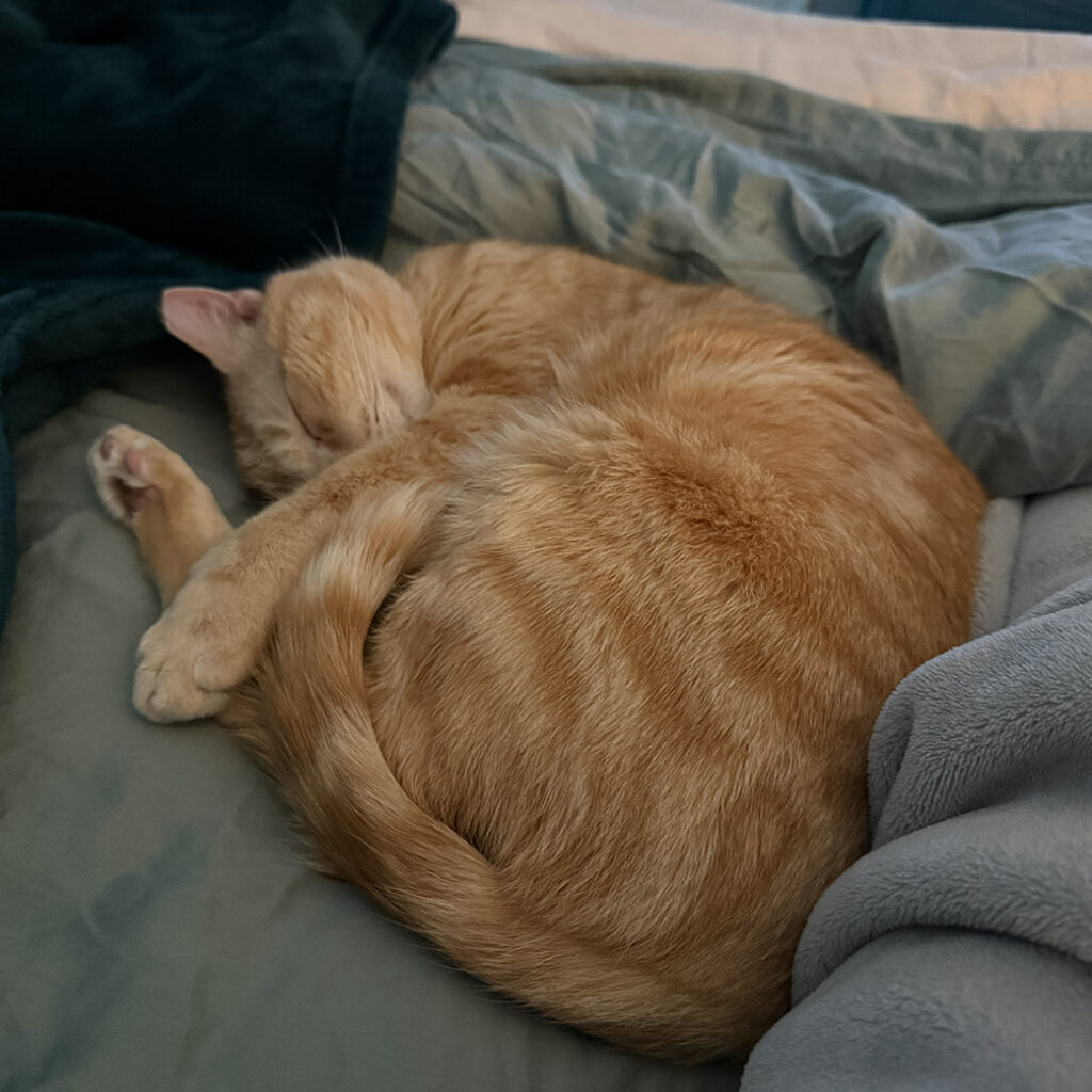 Curled Up for a Nap