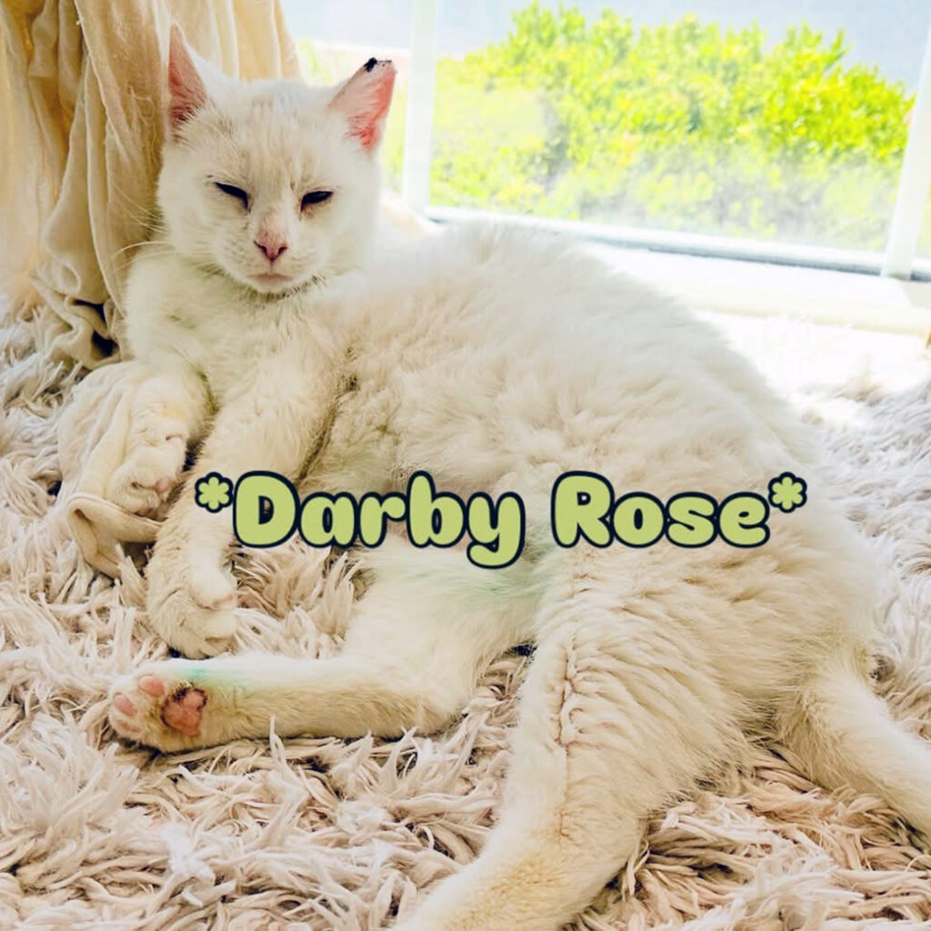 Darby Rose Relaxing