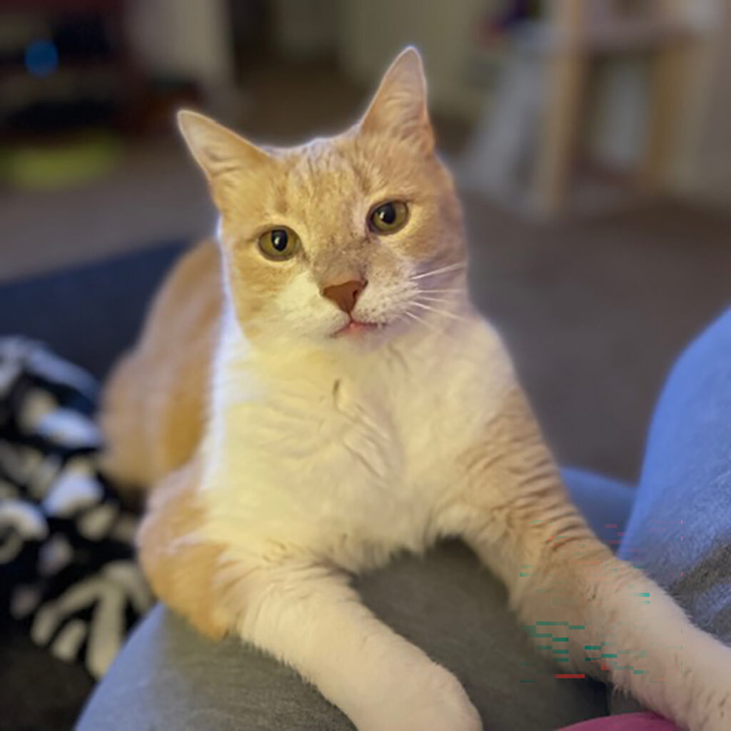 Ozzie
