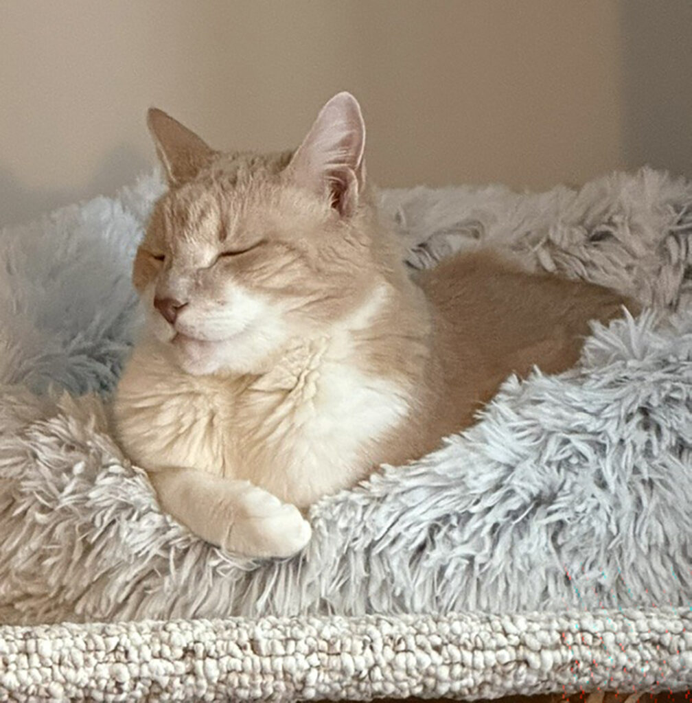Ozzie Chilling