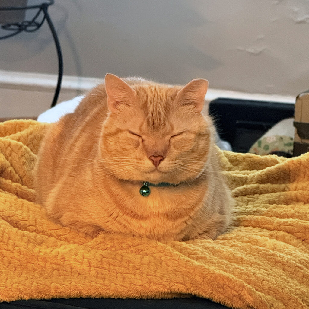 Steve Happy at Home