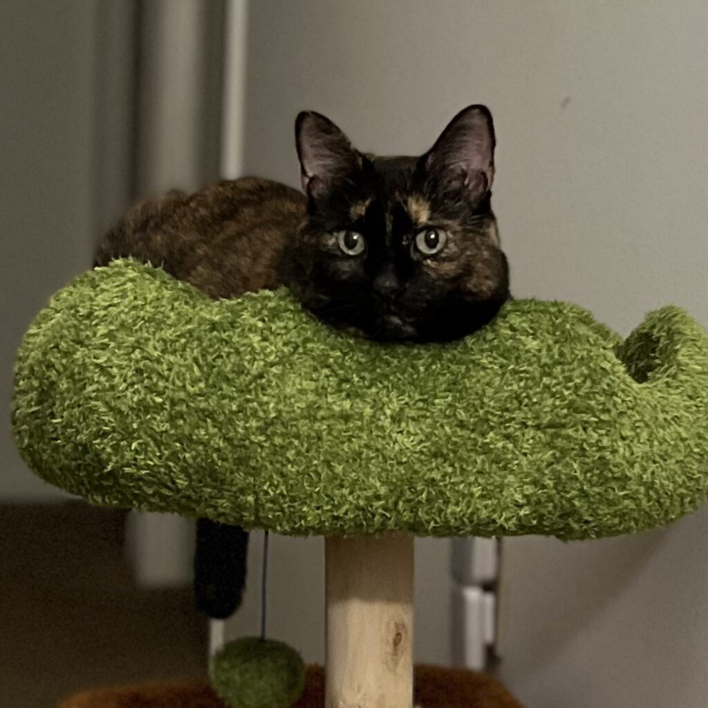 Teek in a Tree