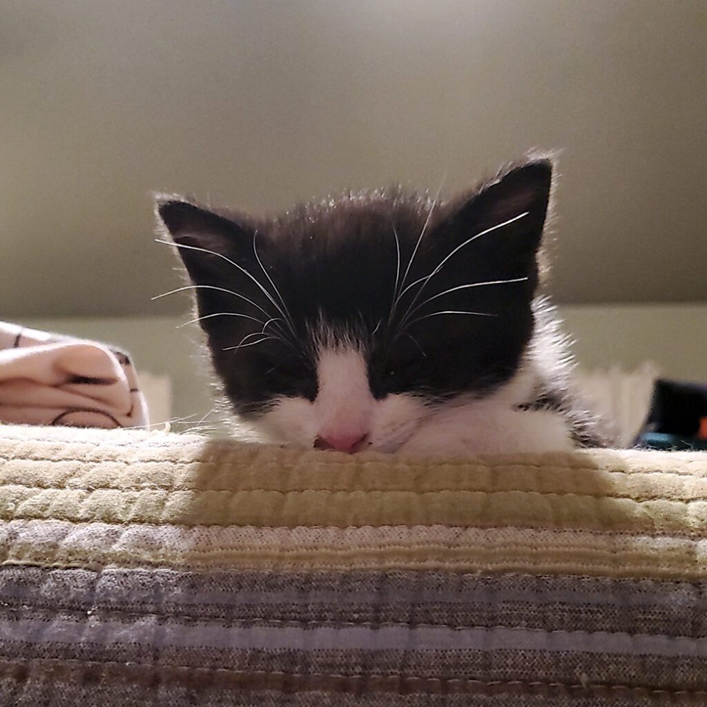 Foster Kitten