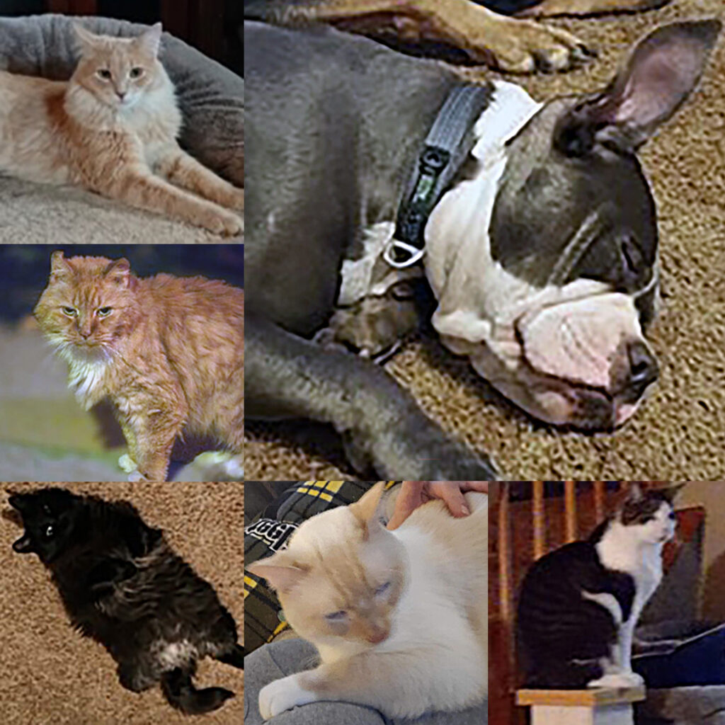 Heathers Pets