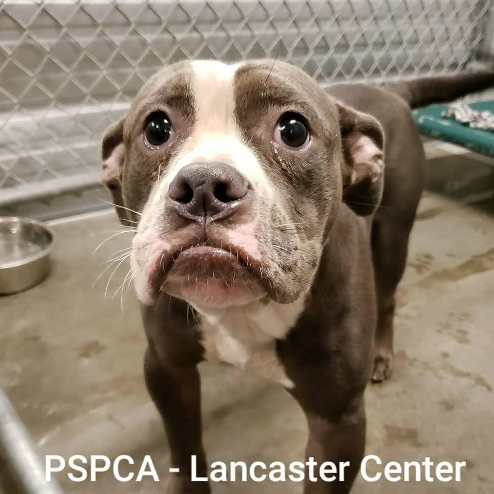 Murray at the PSPCA