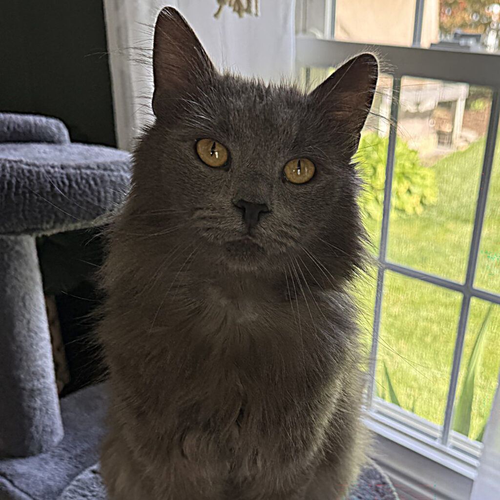 Odin