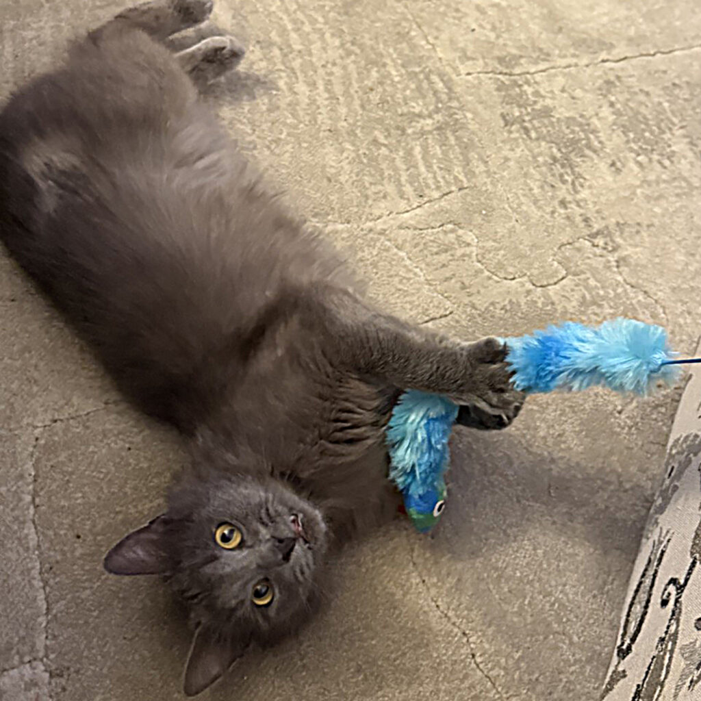 Odin Playing