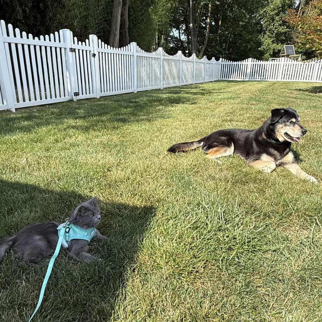 Odin and Koda
