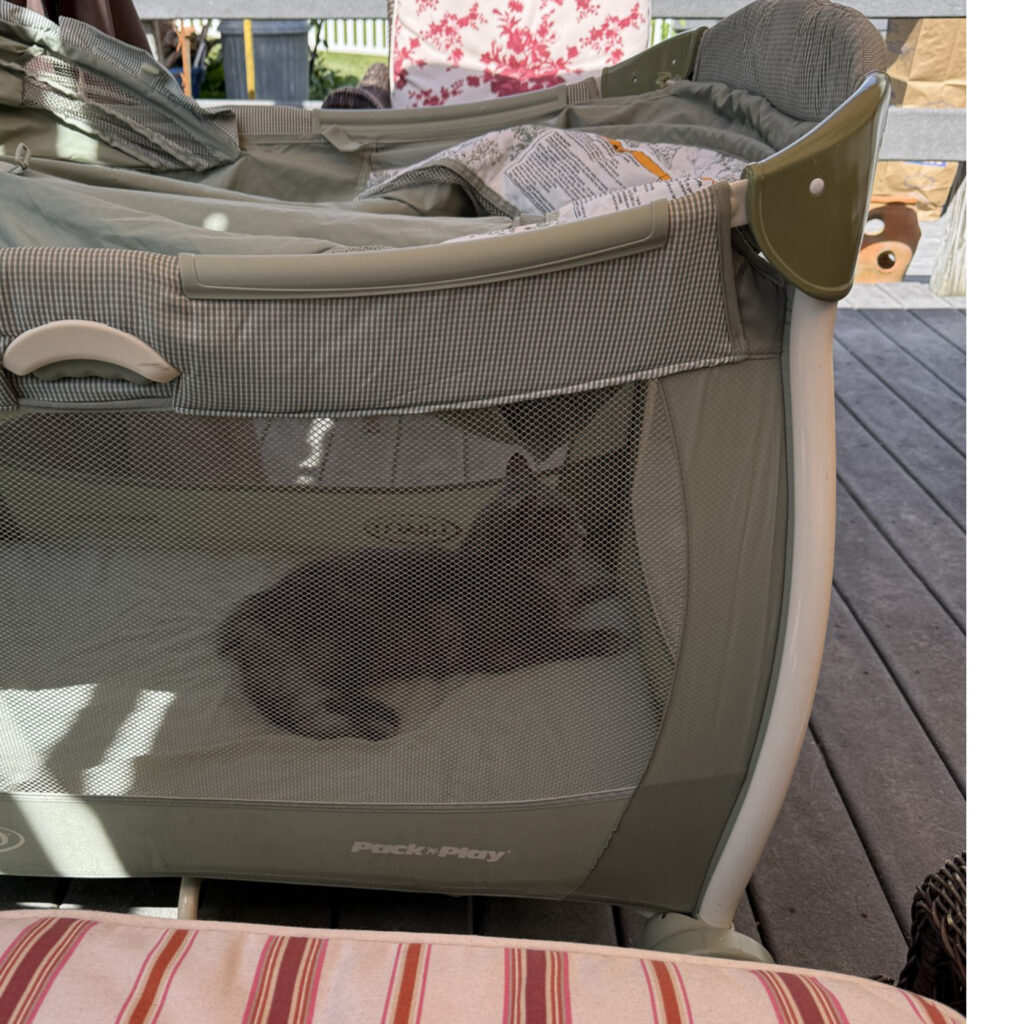 Odin in his Catio