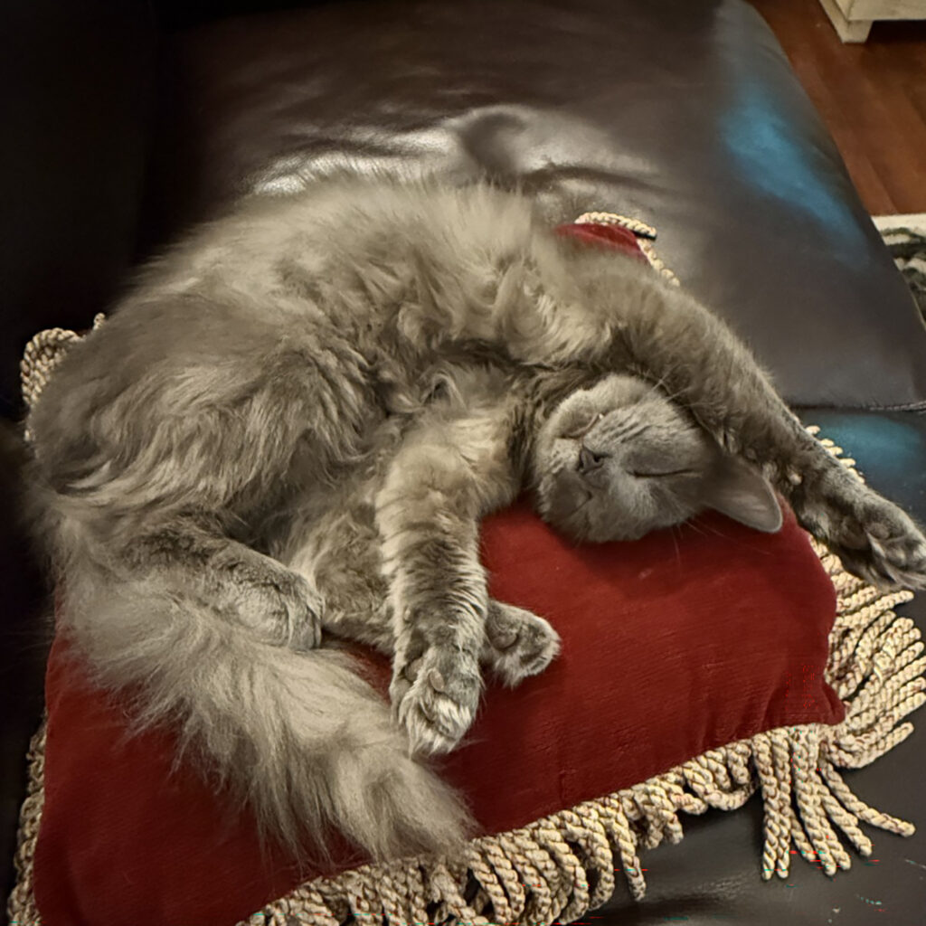 Odin on his Pillow