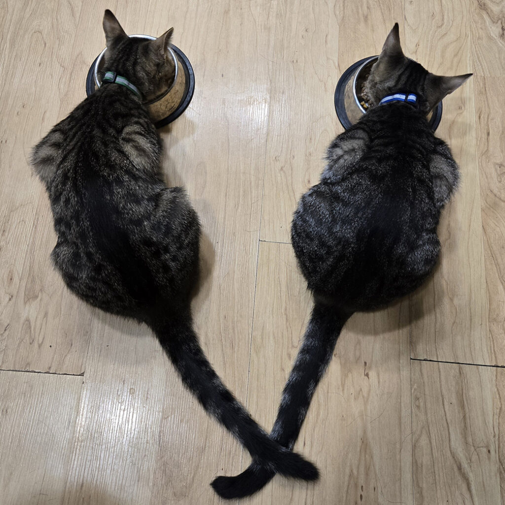 Ace and Ozzy