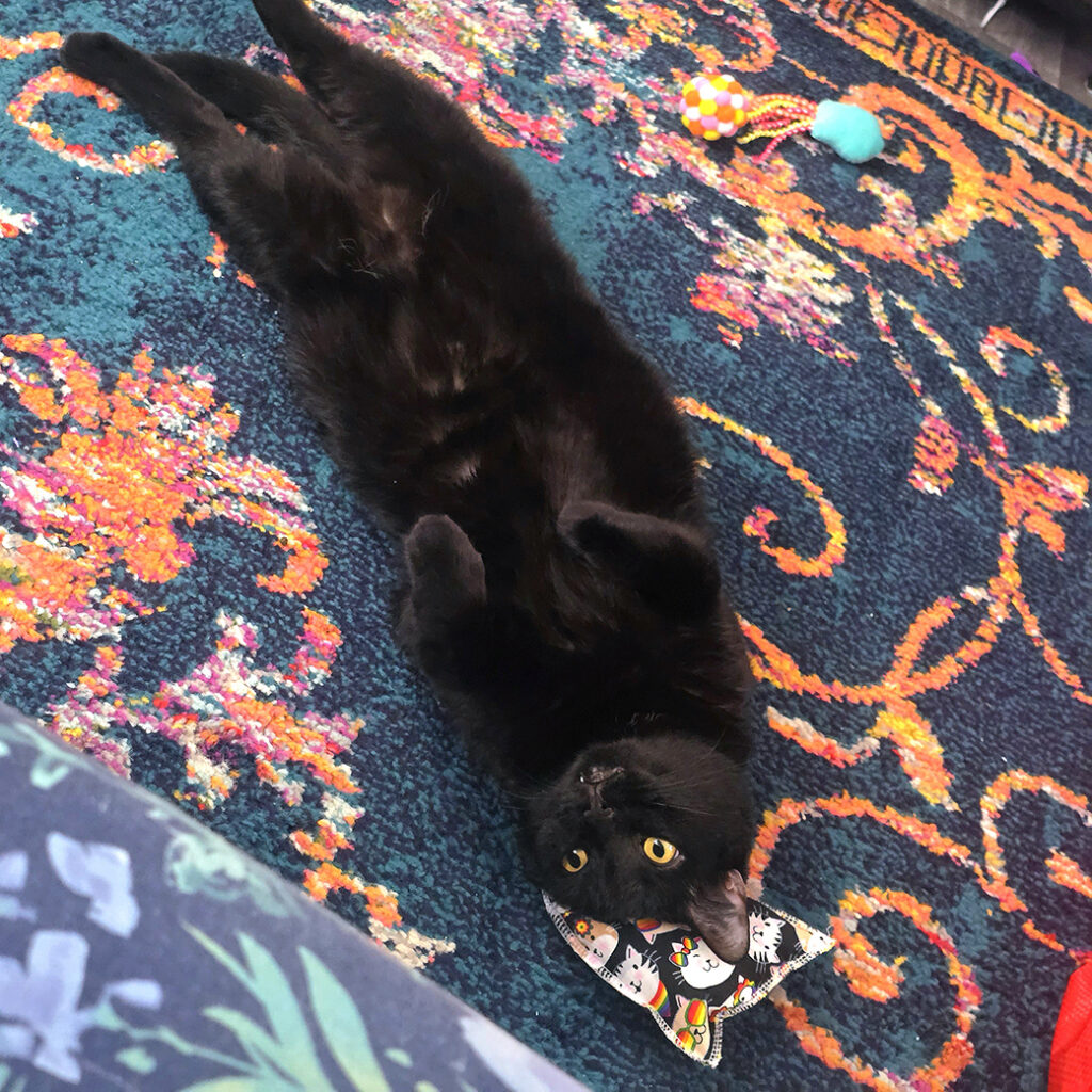 Taro Boba Belly