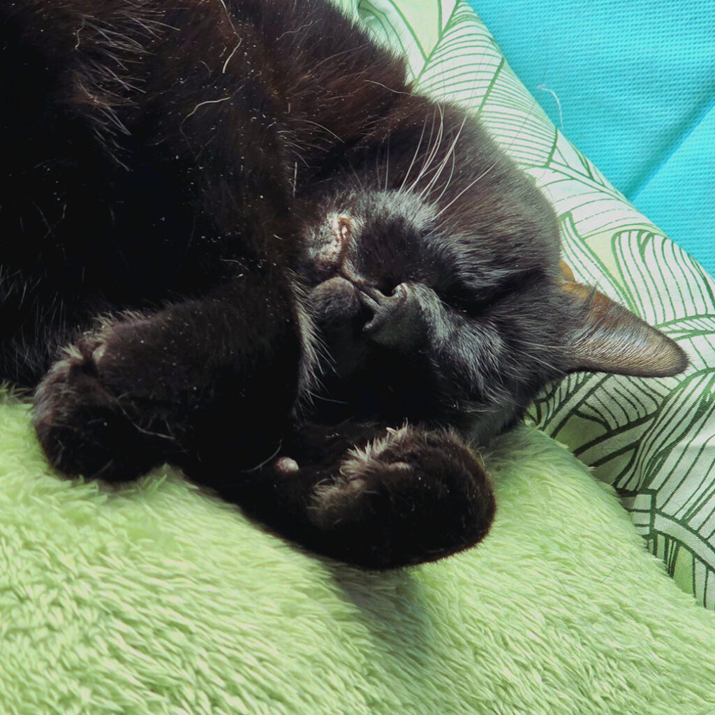 Taro Boba Sleeping
