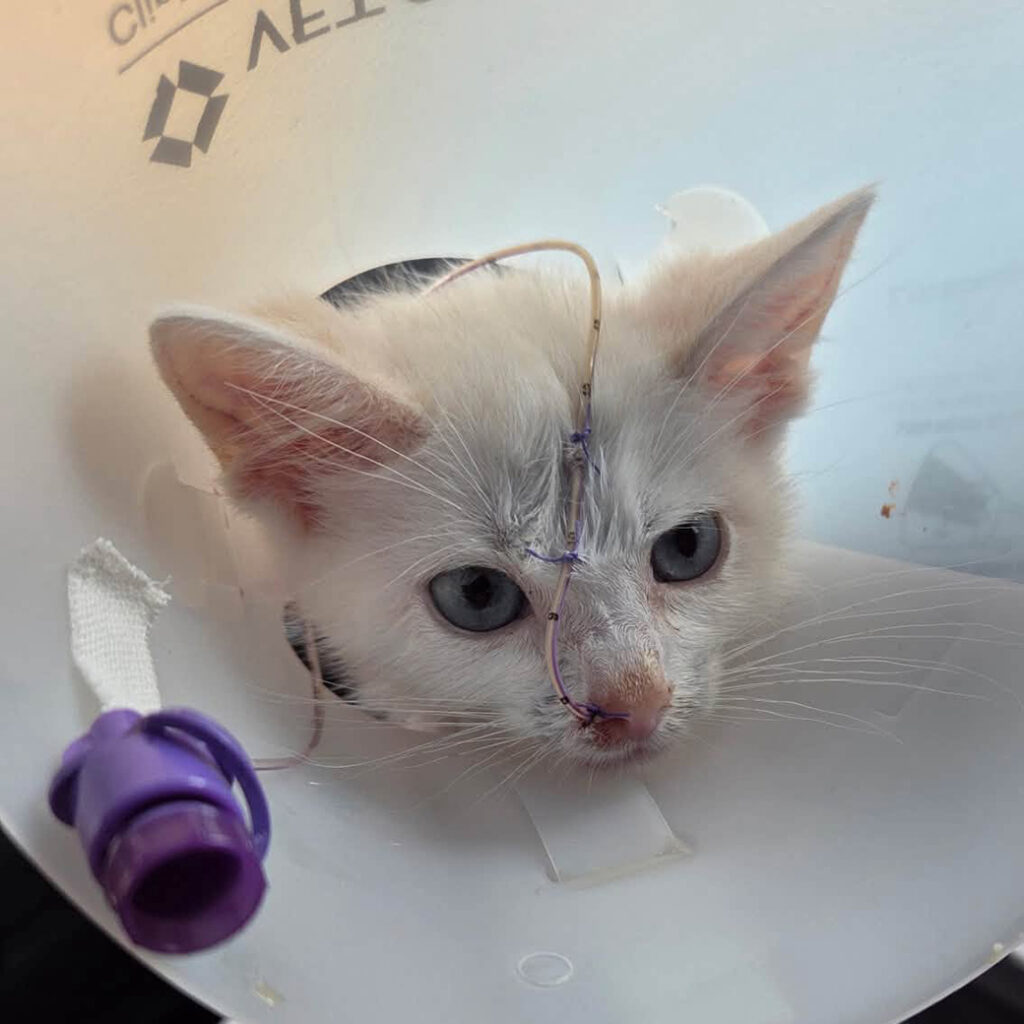 Brave Little Willow