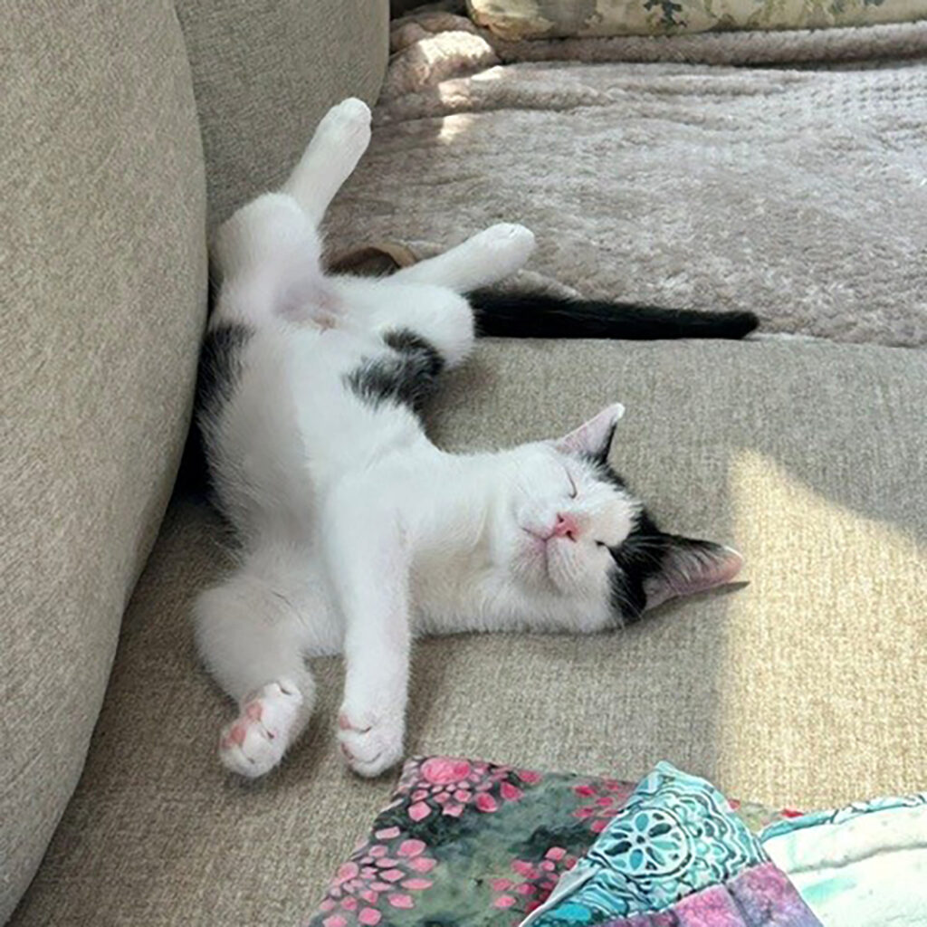 Molly Stella Asleep