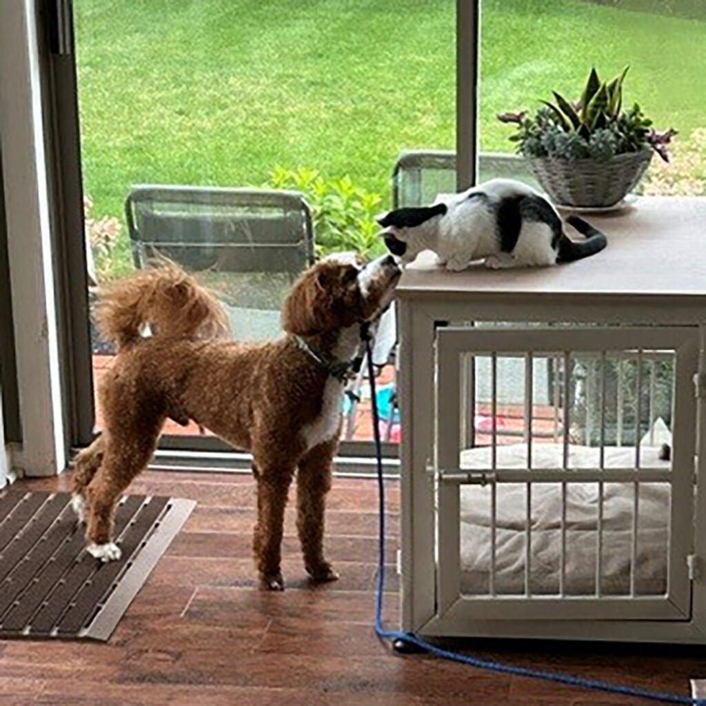 Molly Stella with George