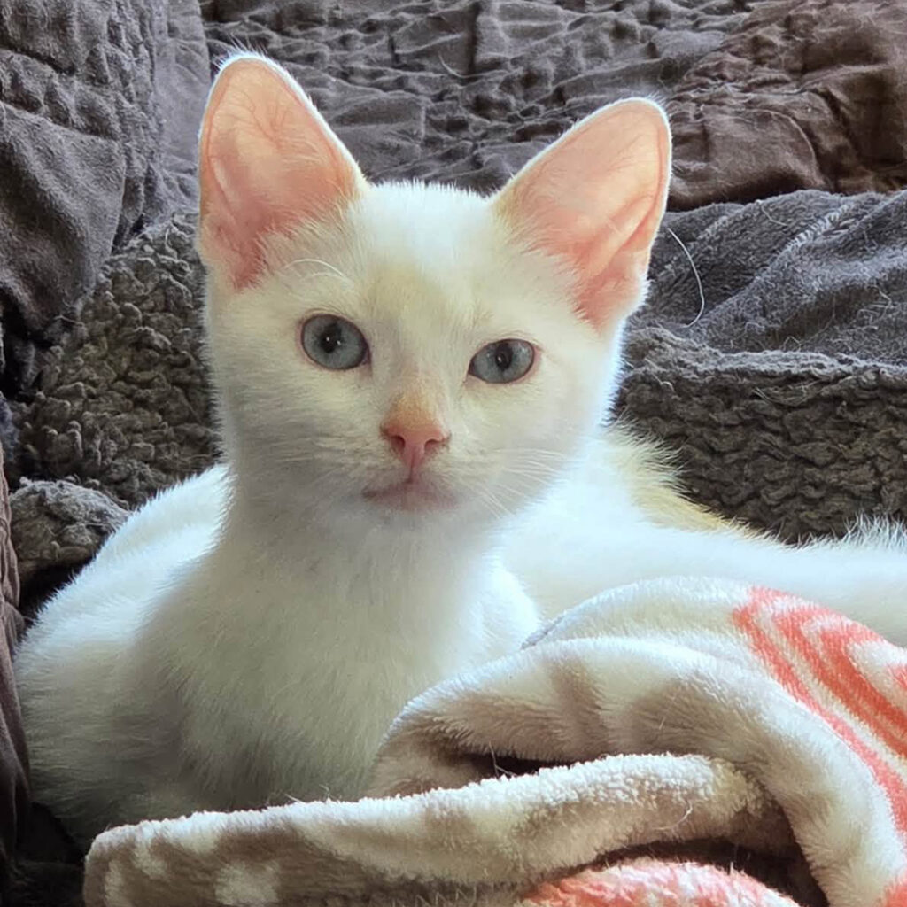 Willow