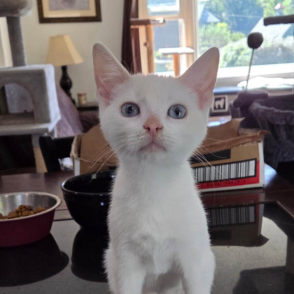 Willows Big Blue Eyes